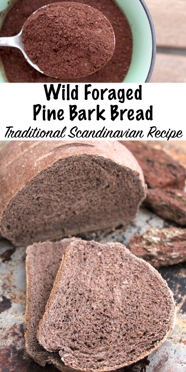 Wild Foraged Pine Bark Bread ~ Traditional Scandinavian Recipe for bread made with the bark of pine trees. Historical evidence shows it has been eaten for hundreds of years, and it's still made today. #bread #recipe #pine #bark #foraged #foraging #edible #homemade 