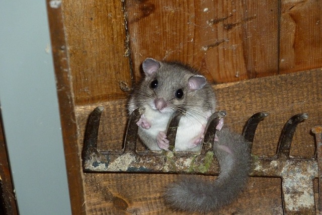 Edible Dormouse