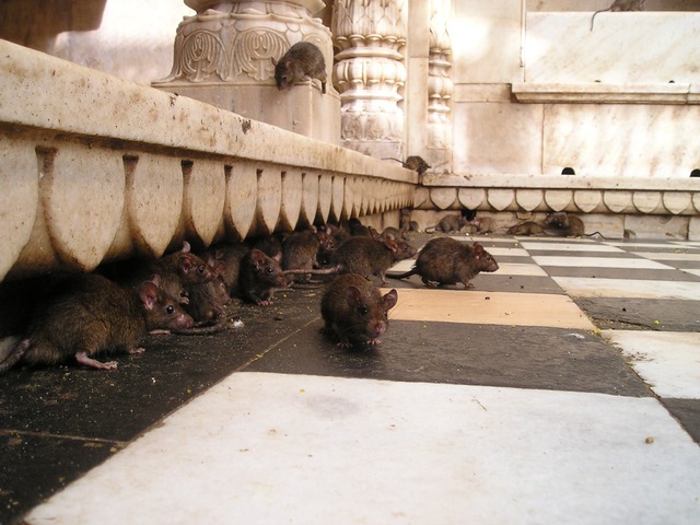 Rats in a temple in India