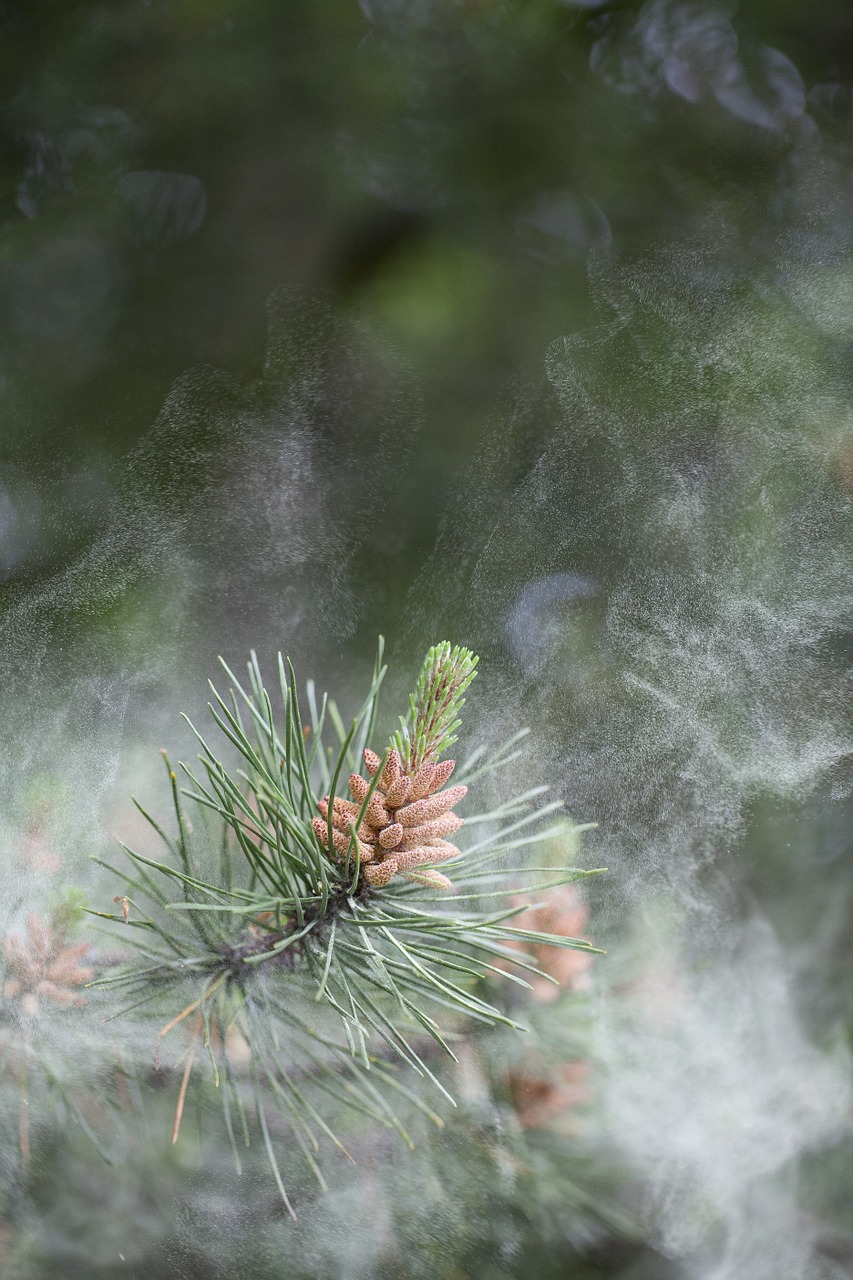 Pine Pollen