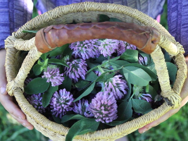 Basket of Red Clover