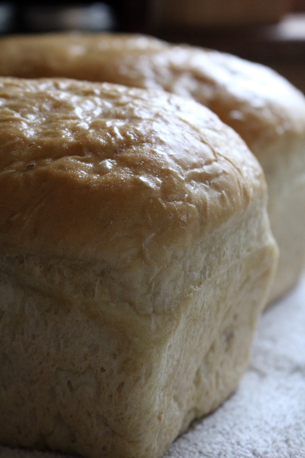Buttery Soft crust on amish white bread (amish milk bread)