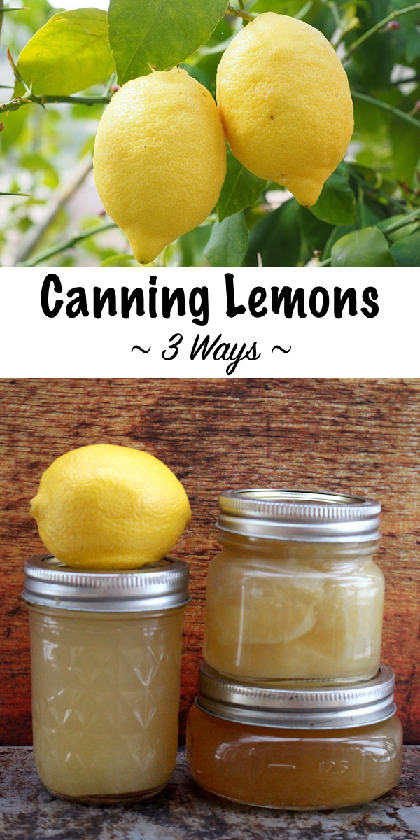 Canning Lemons at Home ~ Three Canning Recipes for Lemons including juice, jam and whole fruit ~ Plus ideas for lemonade concentrate, lemon curd and other lemon preserves. #lemons #canning #foodpreservation #homesteading #selfsufficiency #prepper #shtf