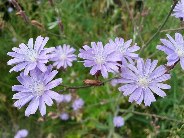 Chicory Flowers