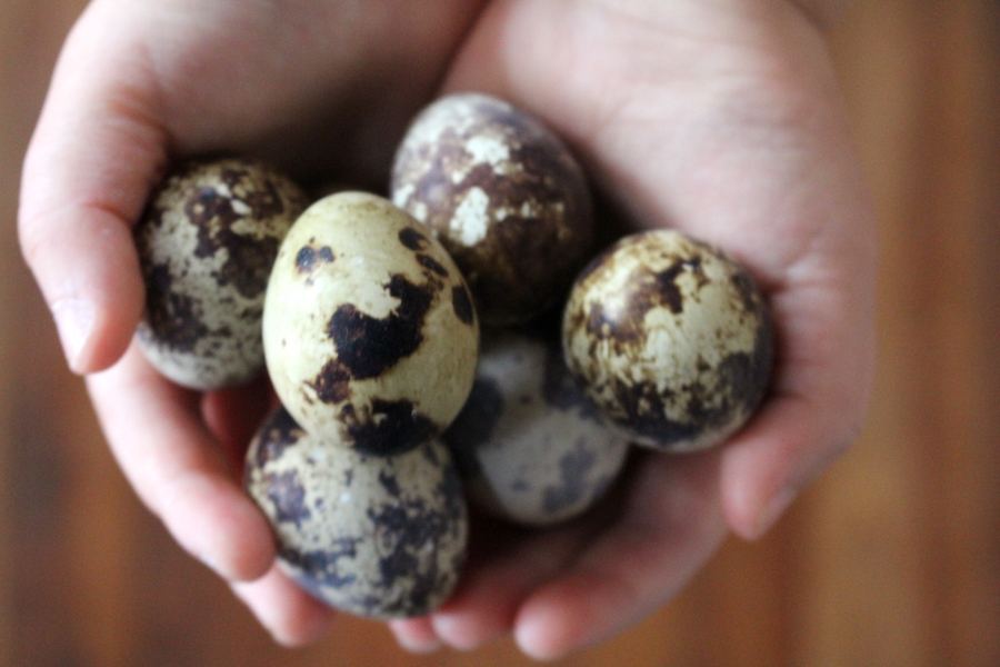 Child Holding Quail Eggs