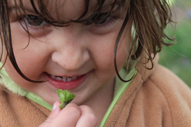 Child and linden leaf bud