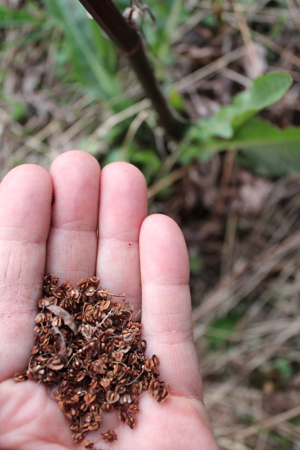 Harvesting Dock Seed in Early Spring