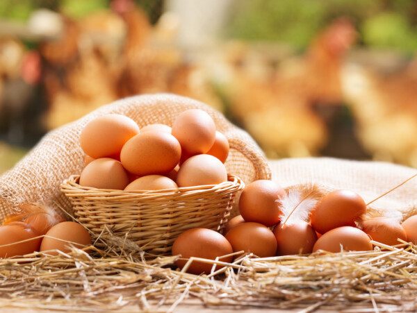 Basket of farm fresh eggs on a table with chickens in the background
