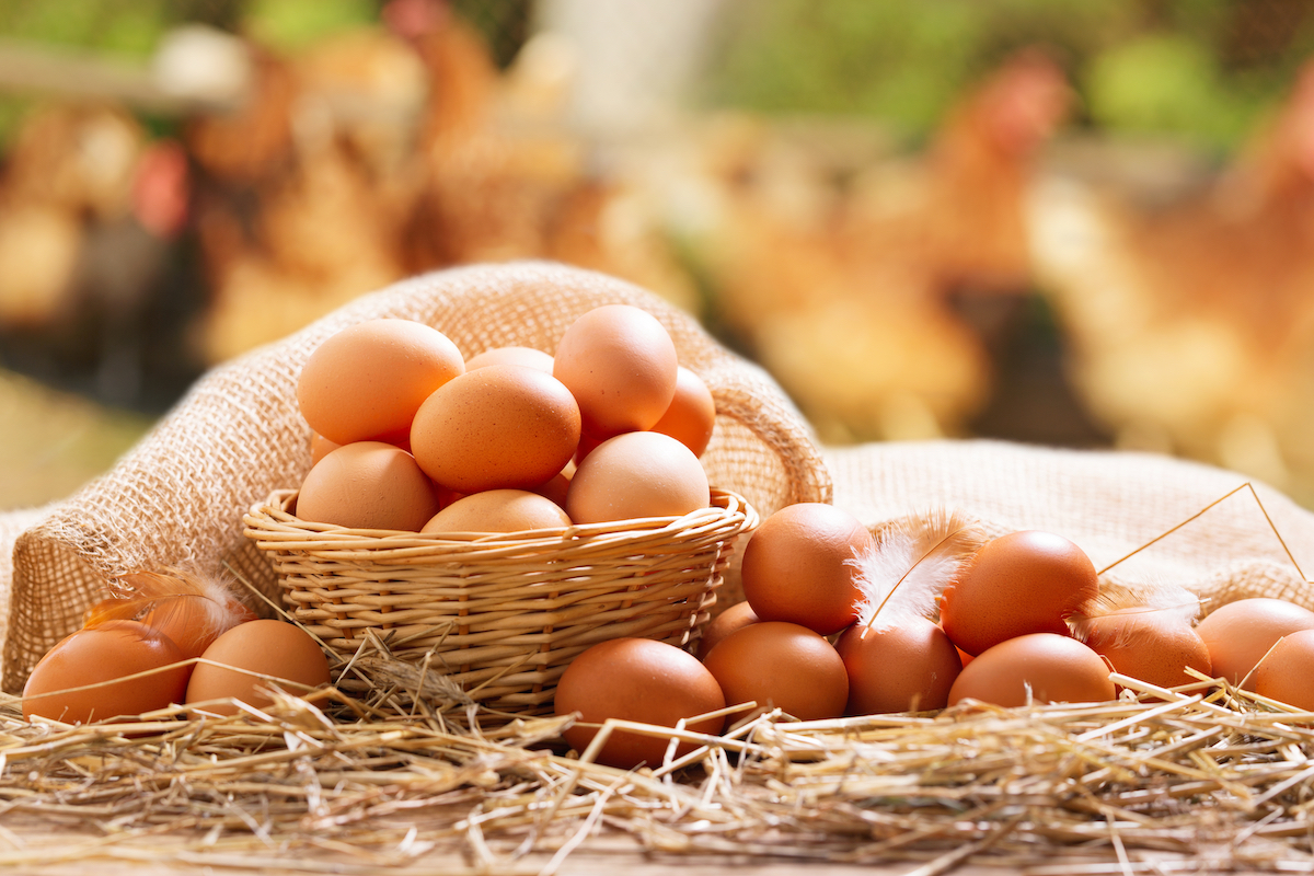 30+ Ways to Preserve Eggs