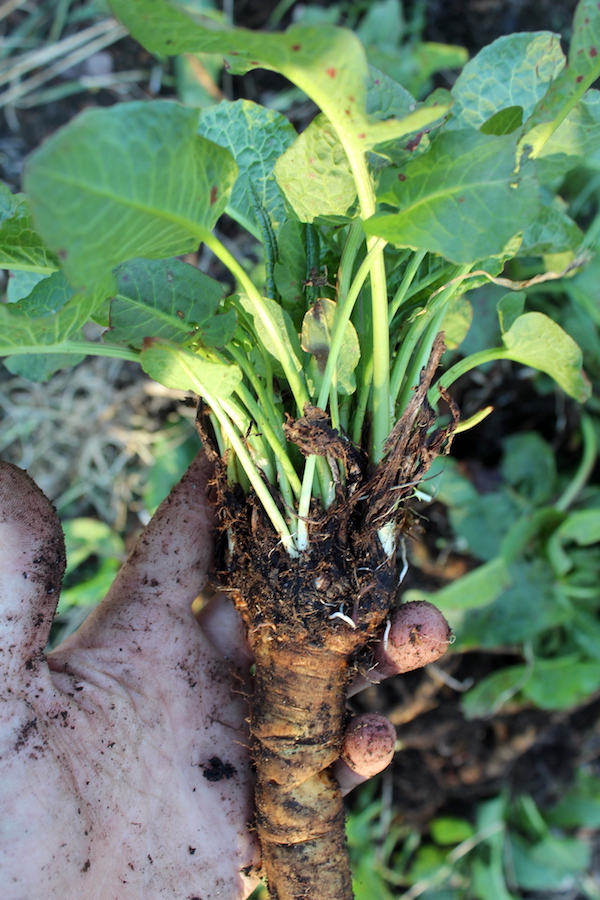 Foraging Yellow Dock Root
