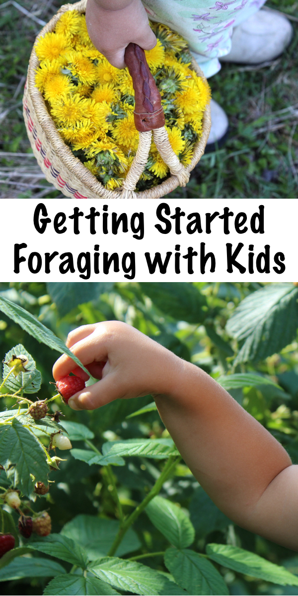 Getting Started Foraging with Kids ~ Tips and advice for foraging with children. #foraging #kids #herbalism #forbeginners #wildcrafting