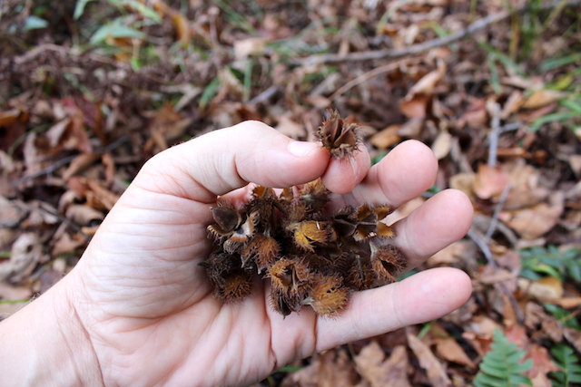 Handful of Foraged Beechnuts