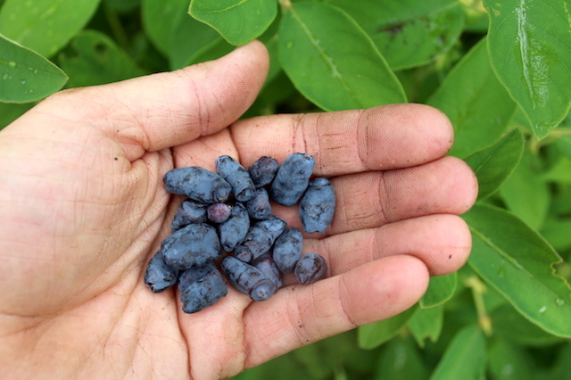 Harvesting Honeyberries