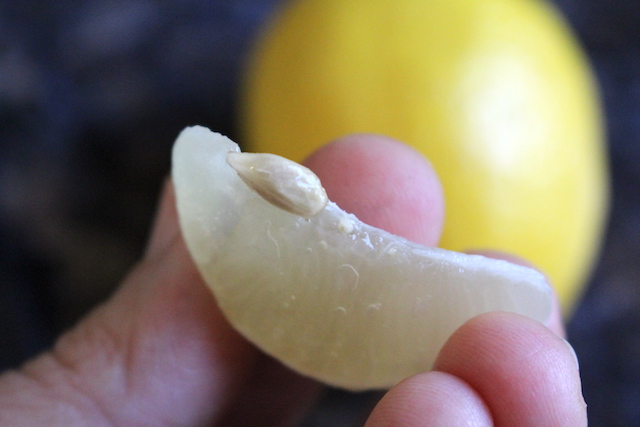 Removing Seeds from lemon sections for canning