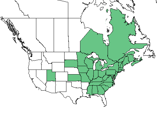 Staghorn Sumac Range