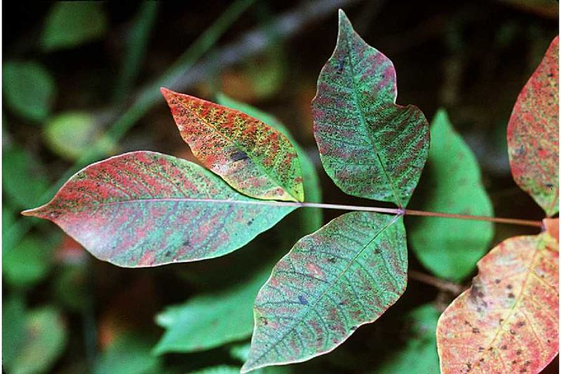 Leaves of Poison sumac (Toxicodendron vernix) have smooth edges rather than serrations like staghorn sumac.