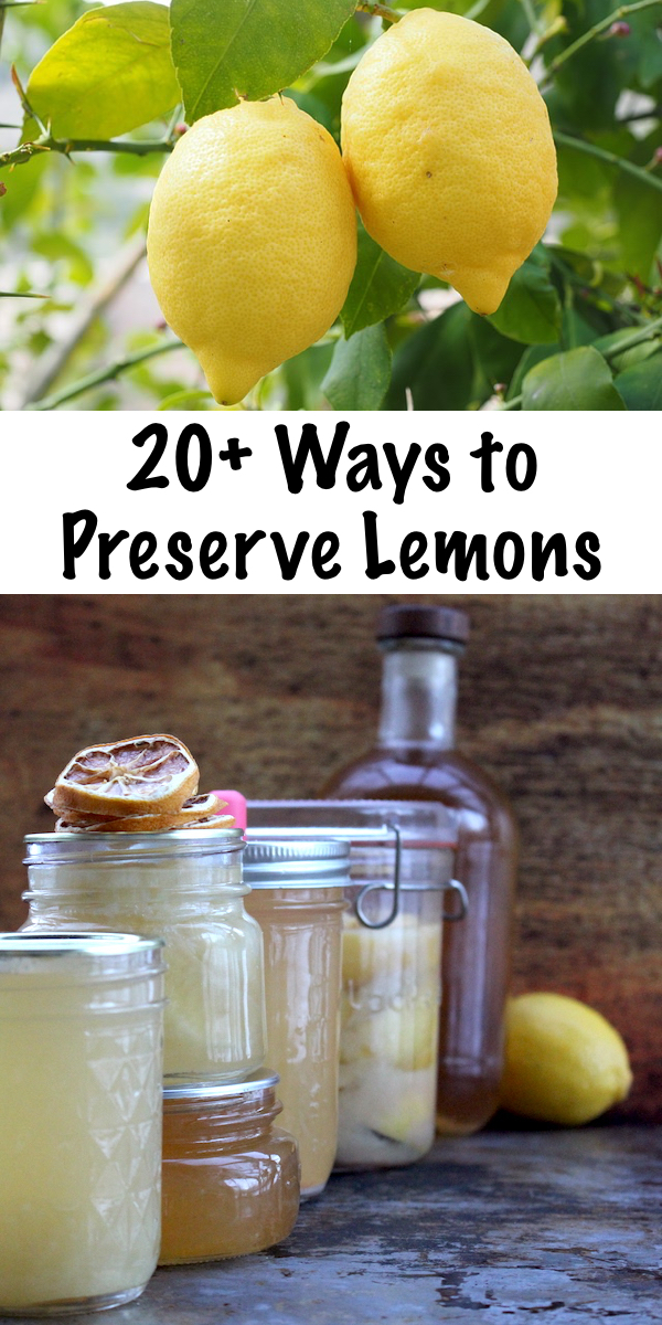 20+ Ways to Preserve Lemons ~ Natural Ways to Preserve Citrus Fruits ~ Canning Lemons, Drying Lemons, Fermenting Lemons and More #lemons #recipe #foodpreservation #citrus #homesteading #selfsufficiency #prepper #shtf
