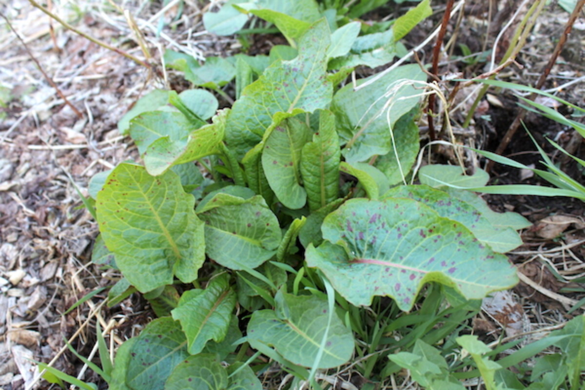 Young Dock Plant in Early Spring
