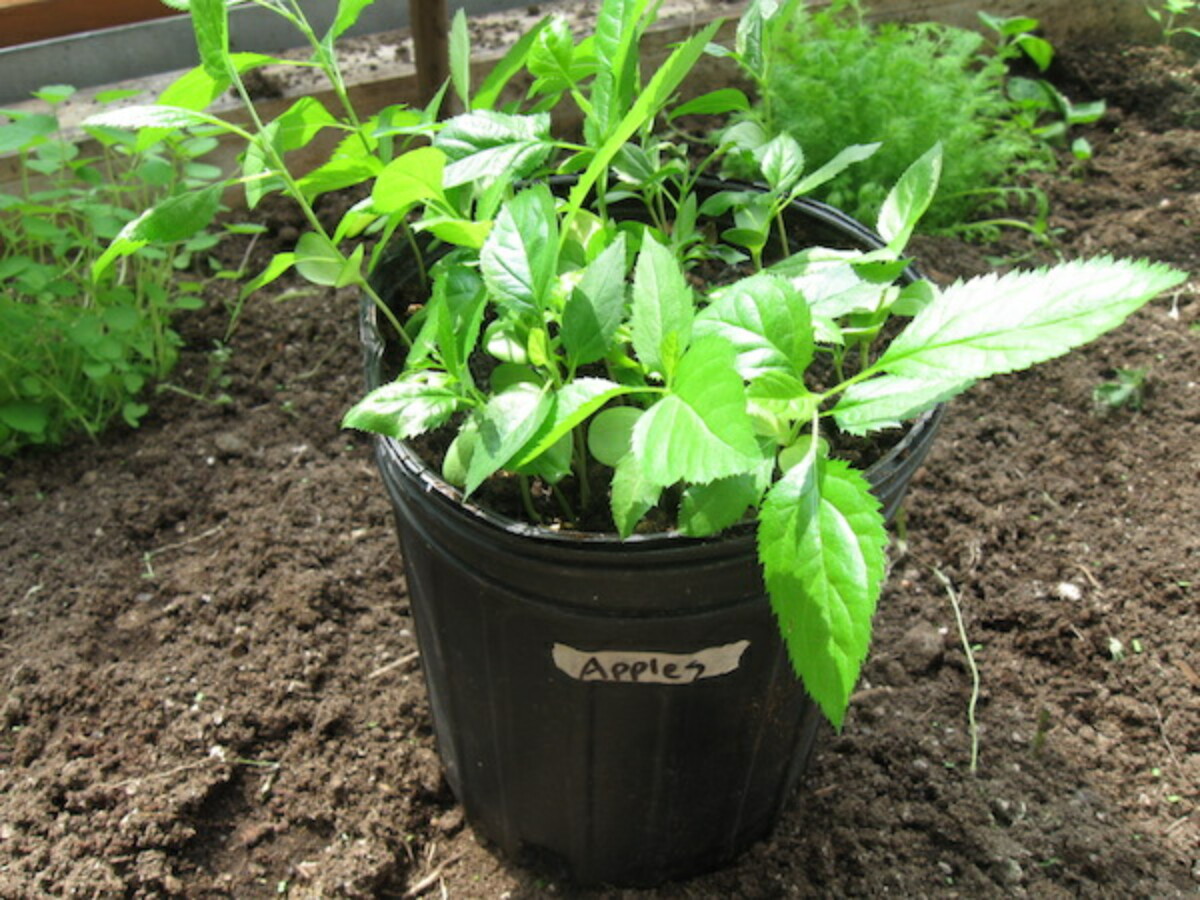 Young apple seedlings, or tiny apple trees grown from seed