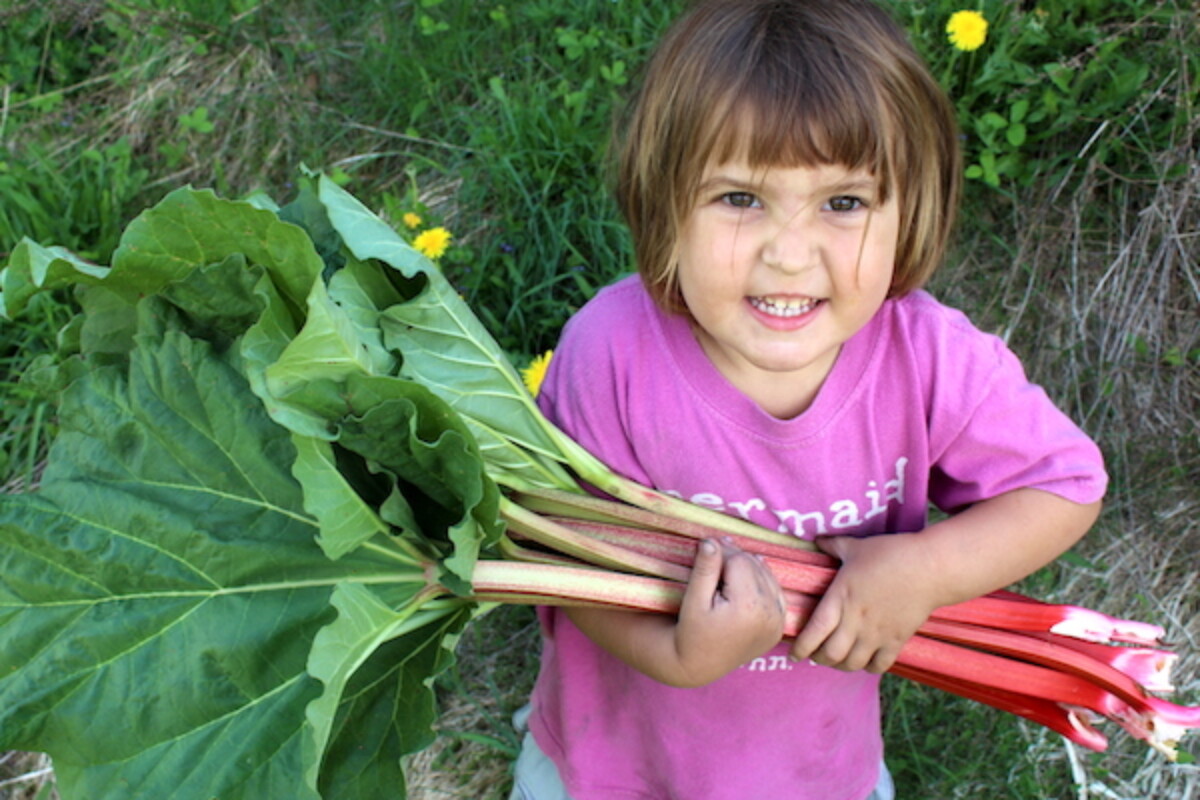 Child and Rhubarb harvest