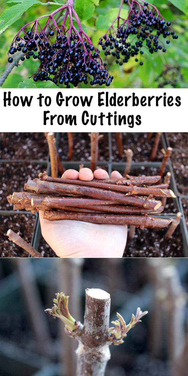 Growing Elderberries from Cuttings ~ Propagating elderberries is simple, all you need is a few hardwood cuttings and a bit of patience. #elderberries #growing #propogating #permaculture #homesteading #herbalism