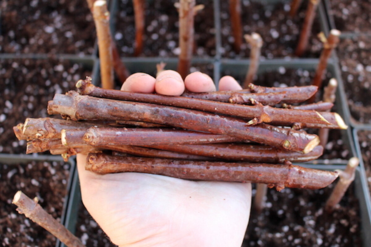 Growing Elderberries from Cuttings