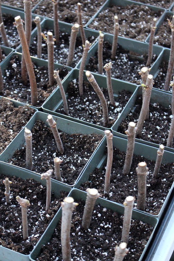 Elderberry Cuttings in Propagation trays