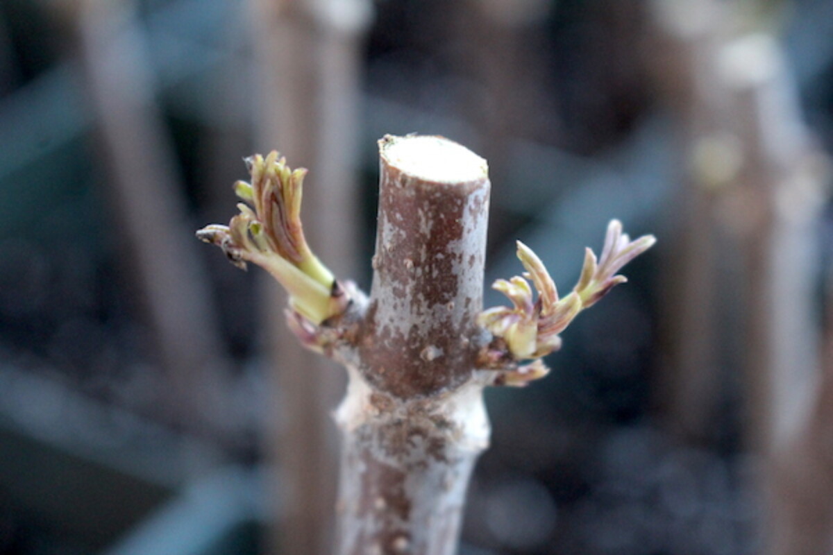 Elderberry leaf sprouting from cutting