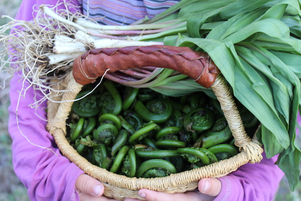 fiddleheads and ramps