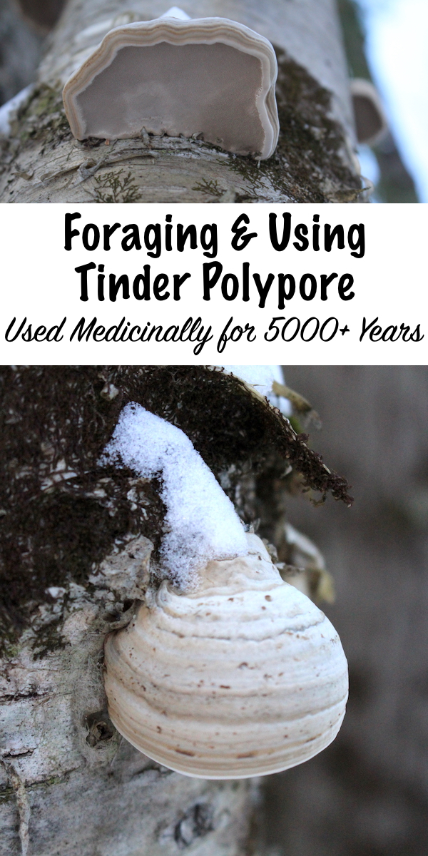 Tinder Polypore (Fomes fomentarius) is relatively easy to identify and fun to identify in the wild. It has been used since the bronze age 5000+ years ago, and modern science has shown it to have antibiotic and anti-cancer properties. It's one of two mushrooms found on an the body of an iceman from 3300 BC, and you can still find forage it in the woods today. #forage #mushrooms #polypore #fungi #identification #uses #herbalism 
