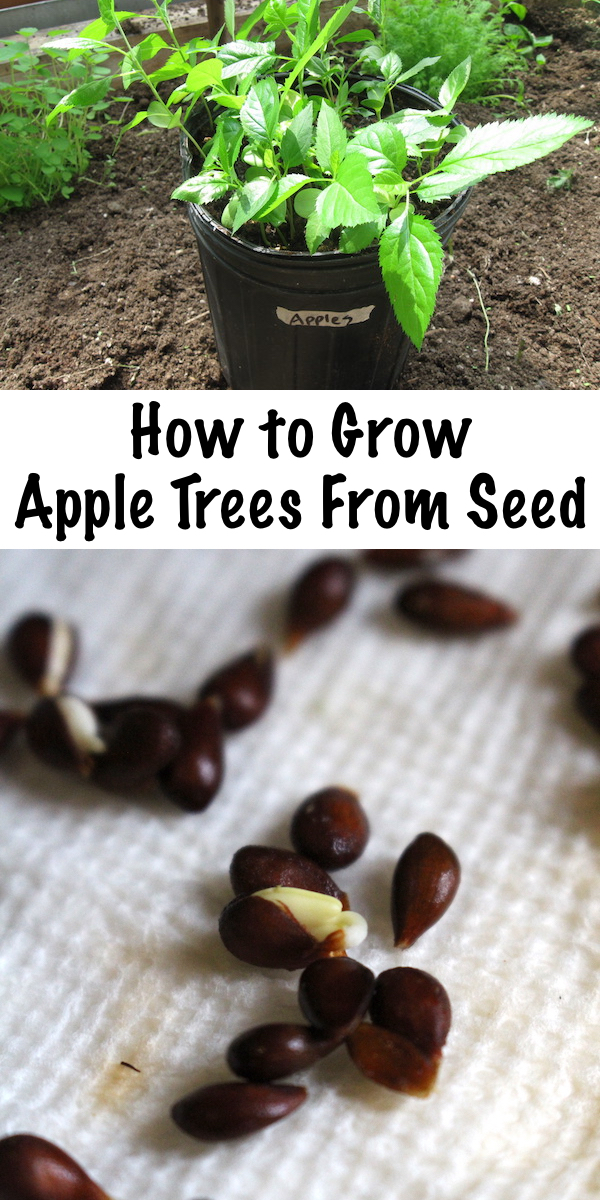 Growing Apple Trees from Seed ~ Growing apple trees from seed is easy, if you know the trick to breaking apple seed dormancy before planting. #appletrees #permaculture #orchard #selfsufficiency #howtogrow #homesteading