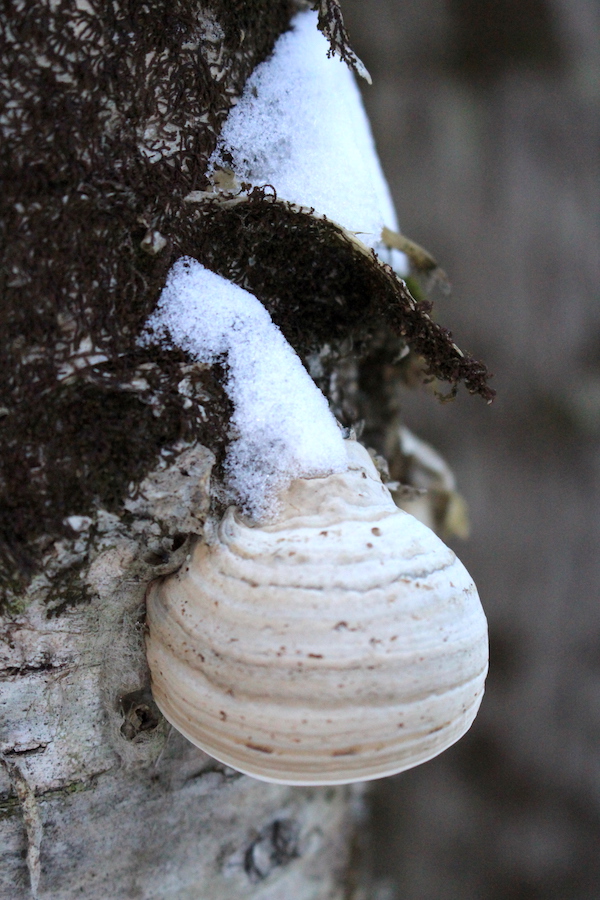 Fomes fomentarius on a birch tree in winter with the characteristic hoof shape