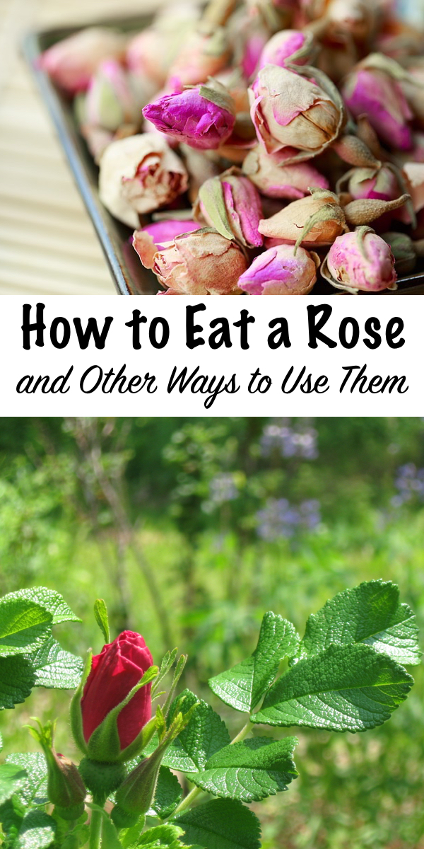 How to Eat a Rose ~ and other ways to use them ~ Roses are not only edible, they're medicinal too. They taste great in everything from drinks to dessert, and homemade rose body products are great for the skin too! #roses #edibleflowers #uses #recipes #skincare #natural #medicinal