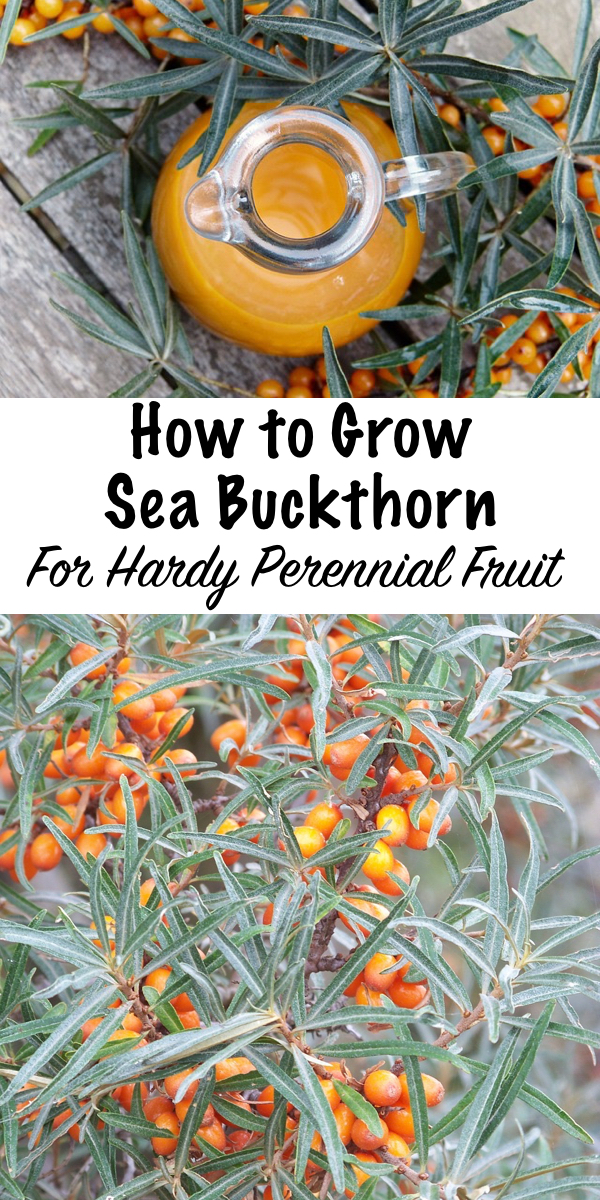 How to Grow Sea Buckthorn ~ Hardy to zone 3, sea buckthorn is a resilient perrennial shrub that produces steady crops of nutrient rich berries. It's gaining popularity as a super food, and it's used in many different supplements and cosmetics. They're productive and easy to grow at home, the perfect addition to a permaculture food forest. #seabuckthorn #growing #permaculture #homesteading #superfood #uses 
