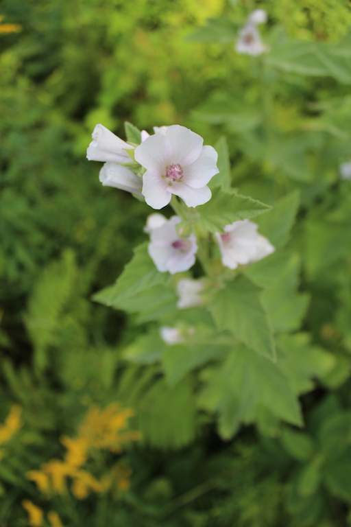 Marshmallow in Bloom (Althaea officinalis)