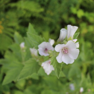 Marshmallow Flower