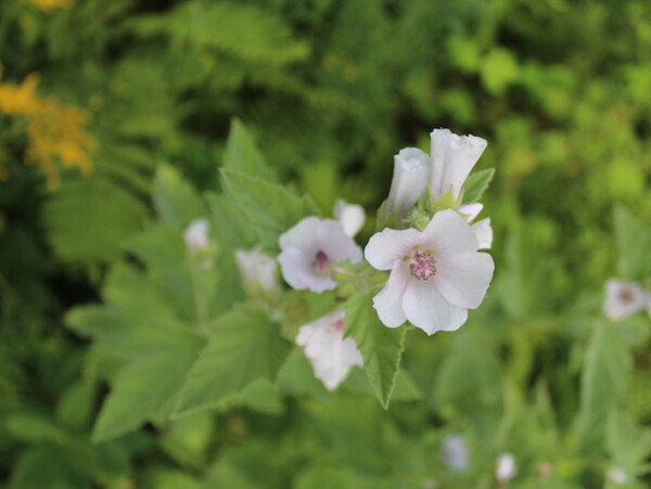 Marshmallow Flower