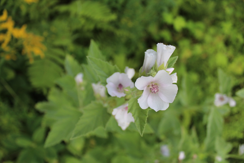 How To Grow Marshmallow Plants Althaea Officinalis Practical