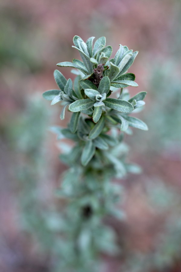 Sea Buckthorn Sprout