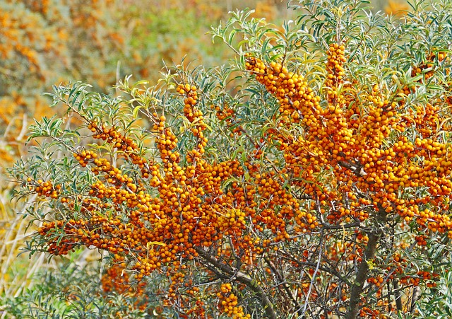Sea buckthorn plant with fruit