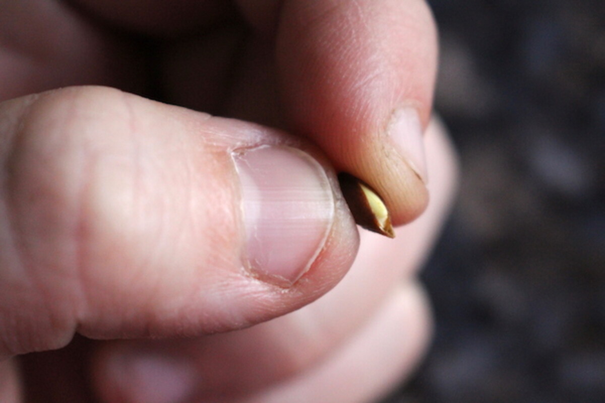 An apple seed that had already started to germinate inside an apple from cold storage.