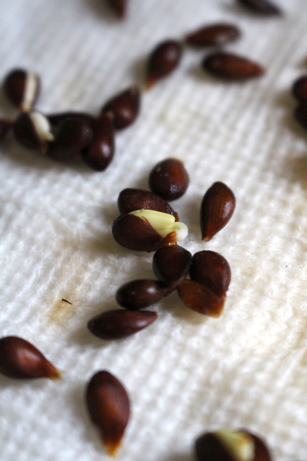 Sprouting Apple Seeds on a Paper Towel ~ Growing Apple Trees from Seed