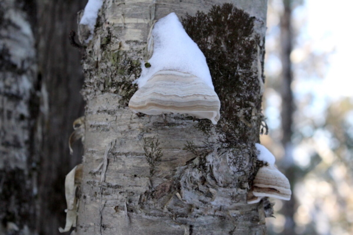 Fomes fomentarius on a birch tree in winter