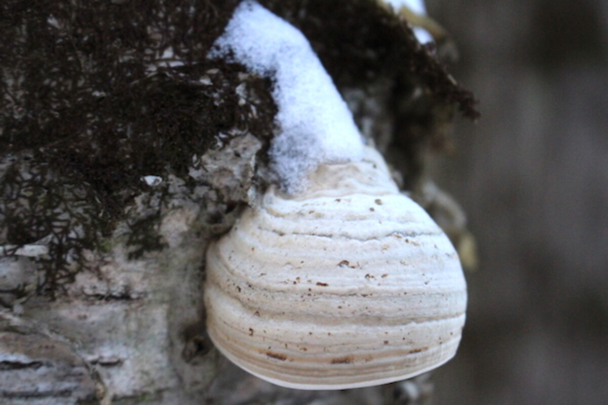 Tinder Polyspore (fomes fomentarius)
