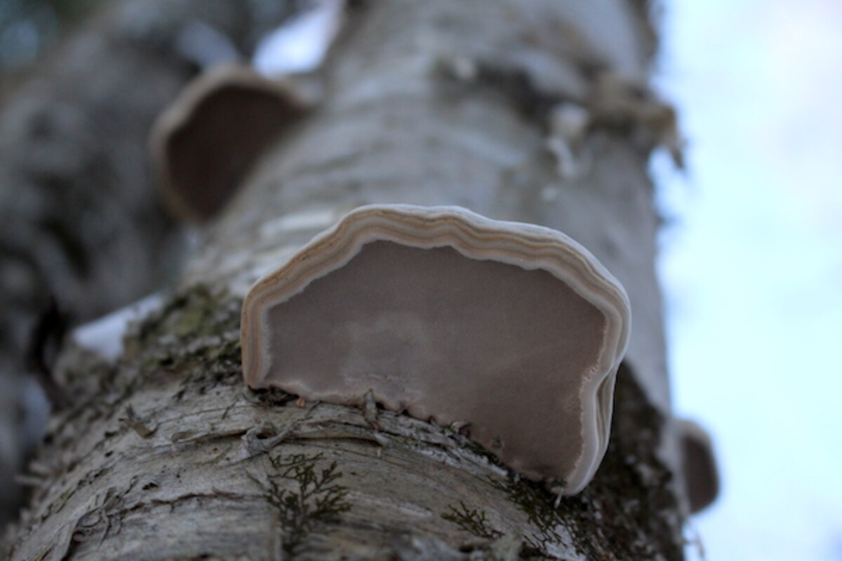 Fomes fomentarius pore surface