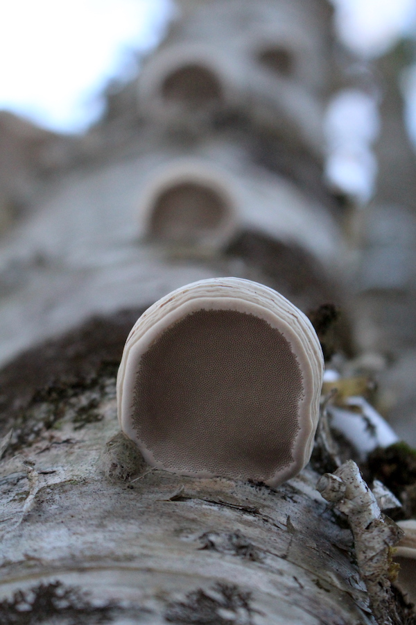 Tinder Polyspore Pore Surface (fomes fomentarius)