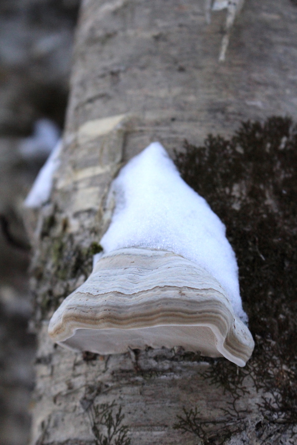 Fomes fomentarius on a birch tree in winter