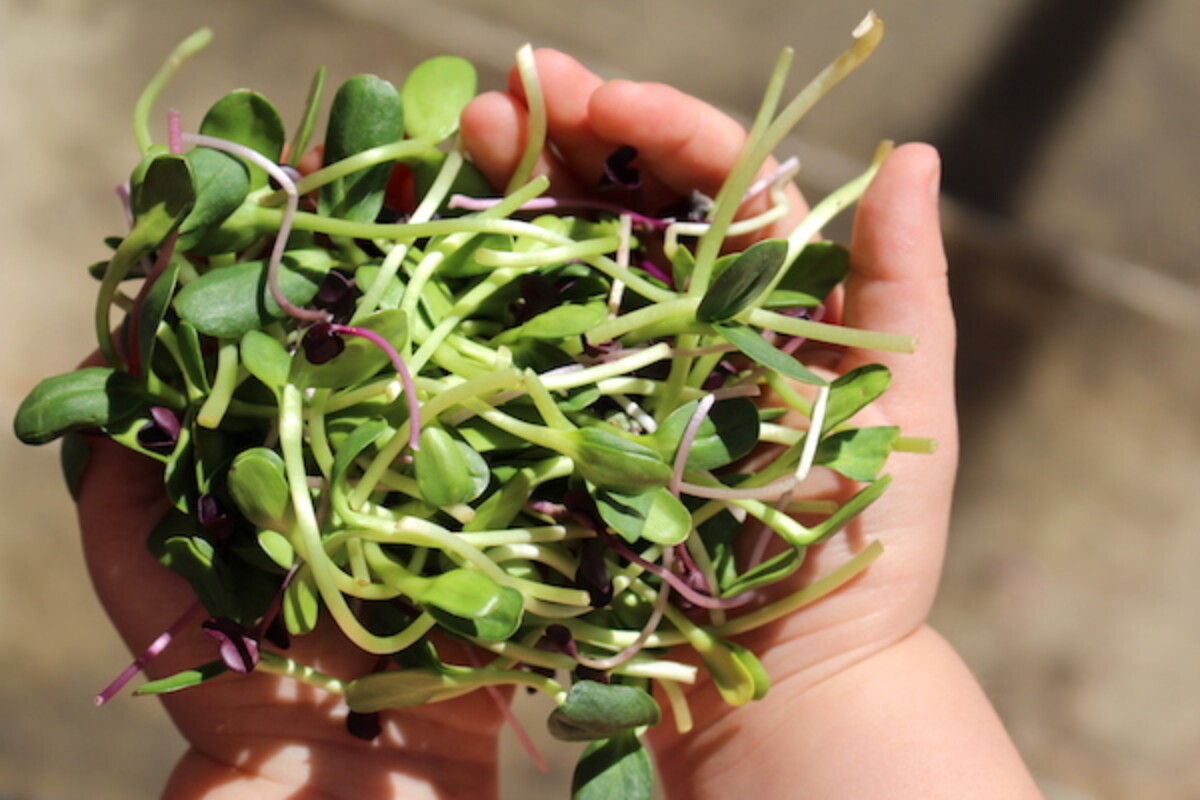 winter grown salad sprouts