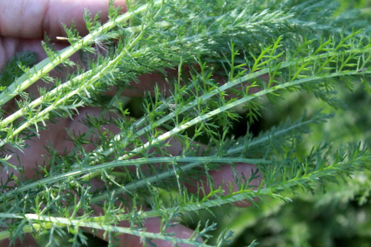 Yarrow Leaves