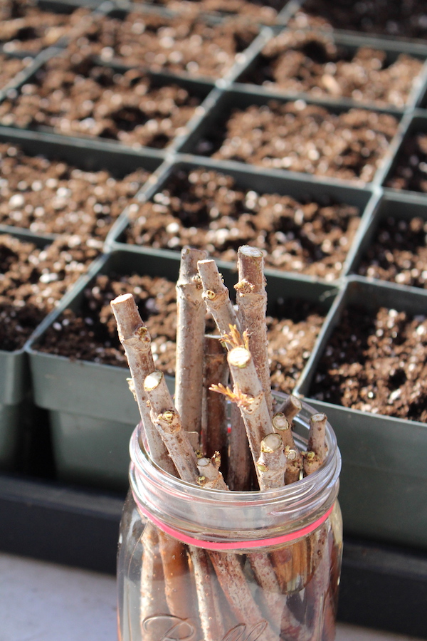 Propagating Elderberry Cuttings